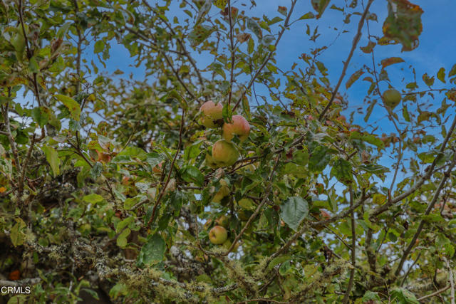 Detail Gallery Image 44 of 74 For 31600 Little Valley Rd, Fort Bragg,  CA 95437 - 3 Beds | 2 Baths