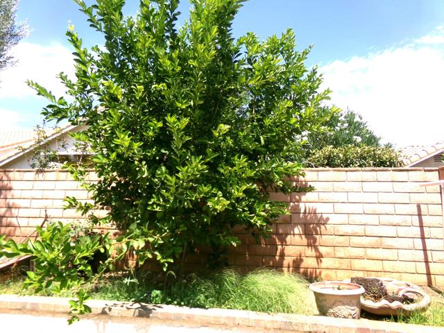 4829 W Forest Oaks Avenue, Banning CA: https://media.crmls.org/mediaz/ab175460-0d66-42a6-b8ff-6d367b27faa4.jpg