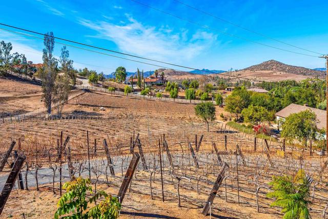 View of grape vines