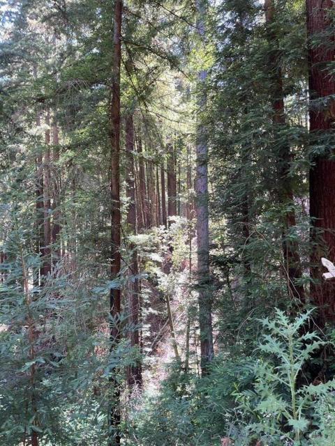 506 Sunset Road, Boulder Creek CA: https://media.crmls.org/mediaz/abdc5f24-409f-41c0-a243-7221dc39bfc7.jpg