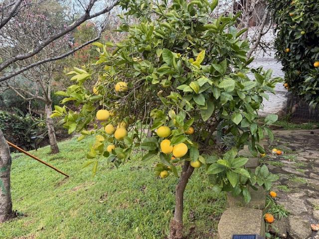Image 18 of 31 For 18171 Berta Canyon Road