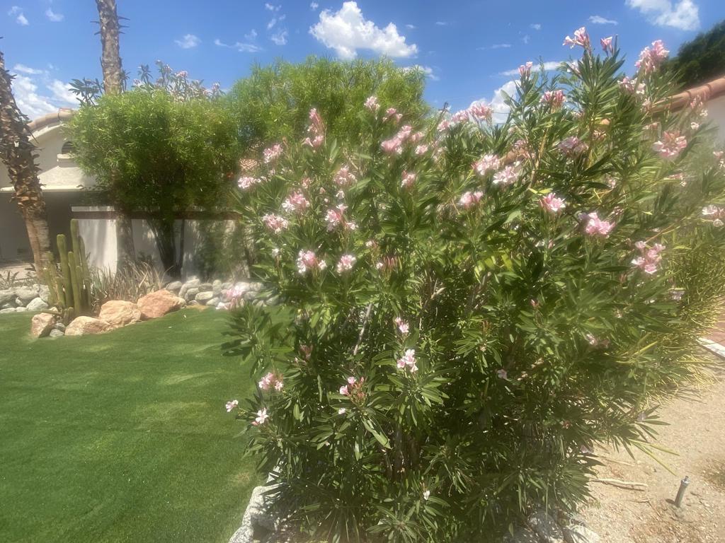 MLS #219149389DA image #37