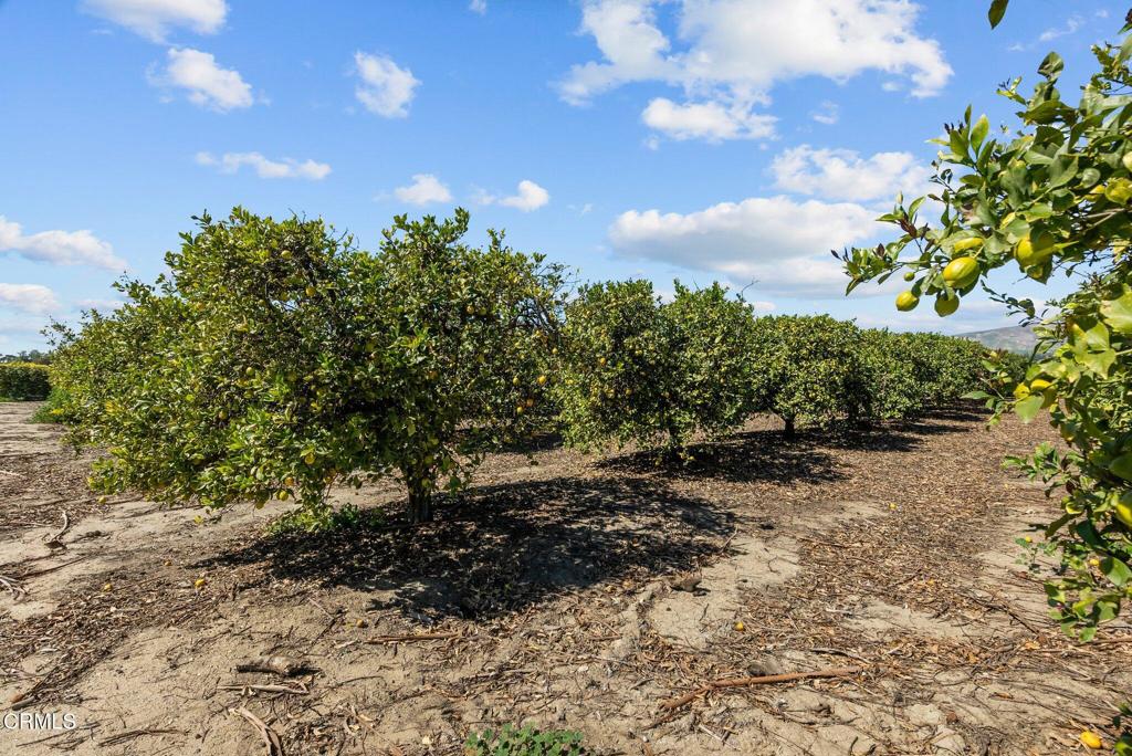 Ac2Ecf85 E625 4728 B44A 849595Fdbd20 3171 E Los Angeles Avenue, Somis, Ca 93066 &Lt;Span Style='BackgroundColor:transparent;Padding:0Px;'&Gt; &Lt;Small&Gt; &Lt;I&Gt; &Lt;/I&Gt; &Lt;/Small&Gt;&Lt;/Span&Gt;