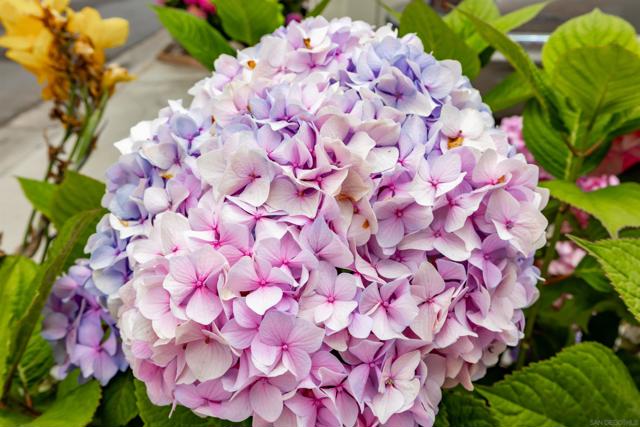 7241 San Luis St, Carlsbad CA: https://media.crmls.org/mediaz/ac33d67d-d66b-410c-99b0-d2d1c90820da.jpg