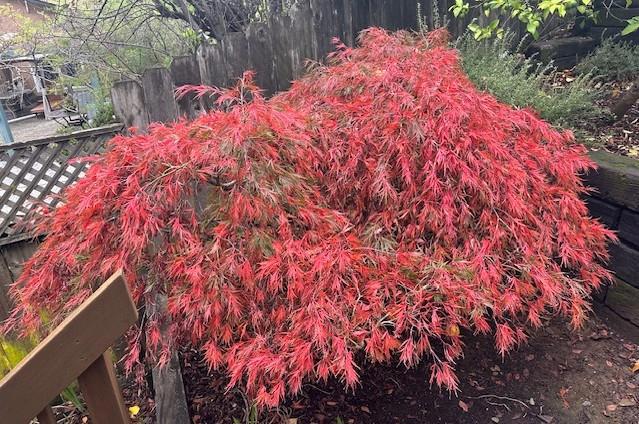 525 Wellington Drive, San Carlos CA: https://media.crmls.org/mediaz/ac5a3b57-187e-4689-9507-824adaa5374a.jpg