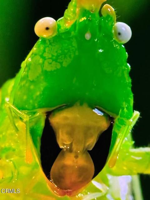 Detail Gallery Image 26 of 26 For 520 E Highland Dr, Camarillo,  CA 93010 - – Beds | – Baths