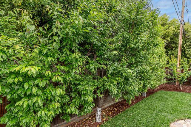 1532 Meadow Lane, Mountain View CA: https://media.crmls.org/mediaz/acc74820-dc15-473d-a1f2-d054c78673cb.jpg