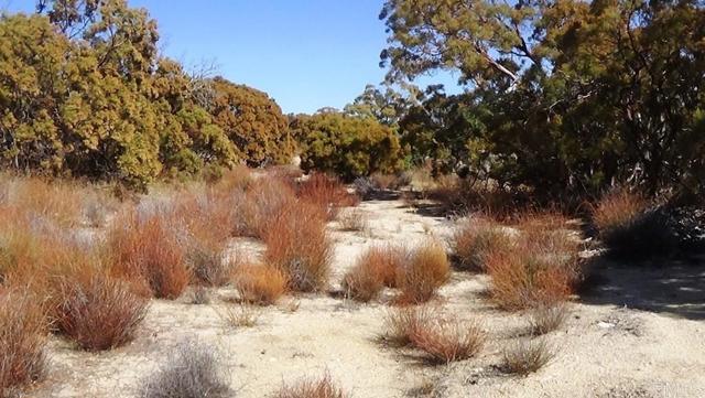 Detail Gallery Image 36 of 41 For 37245 Old Forest Rd, Anza,  CA 92539 - – Beds | – Baths