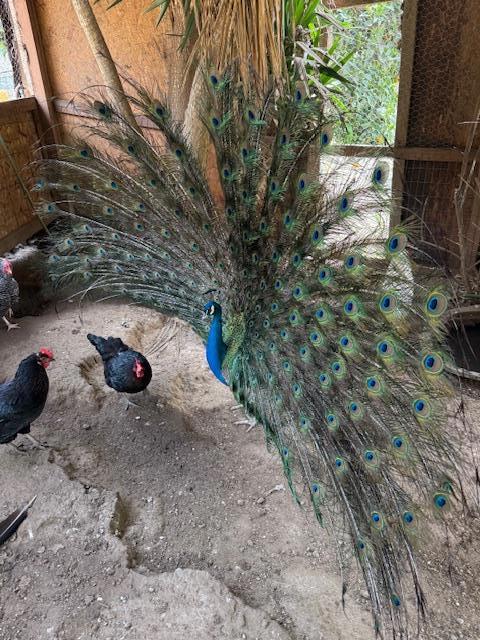 Image 12 of 31 For 18171 Berta Canyon Road