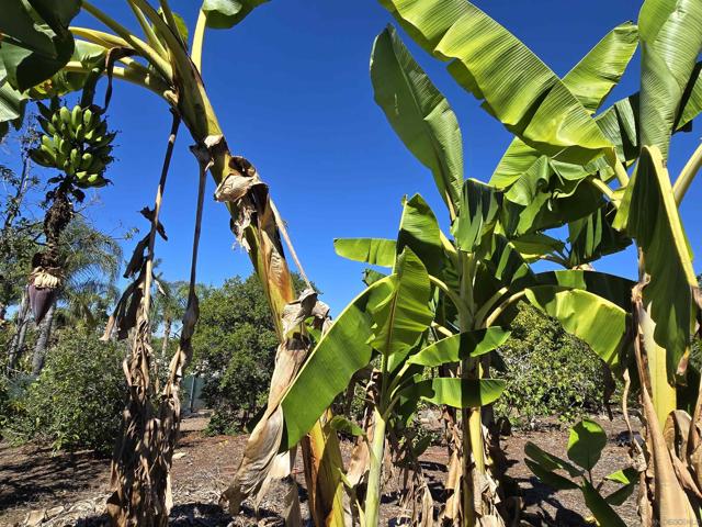 2344 Warmlands Ave, Vista CA: https://media.crmls.org/mediaz/ad6686ad-70d6-4bb1-8f06-eda18666a87b.jpg