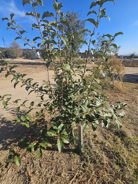 Detail Gallery Image 21 of 35 For 2073 Buckman Springs Rd, Campo,  CA 91906 - 3 Beds | 2 Baths