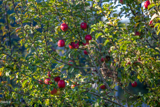 Detail Gallery Image 41 of 42 For 19204 Benson Ln, Fort Bragg,  CA 95437 - 2 Beds | 2 Baths