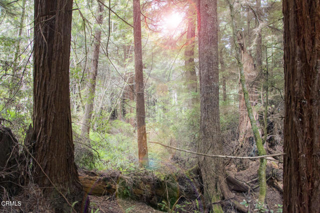 Detail Gallery Image 4 of 6 For 32100 Forest Ln, Fort Bragg,  CA 95437 - – Beds | – Baths