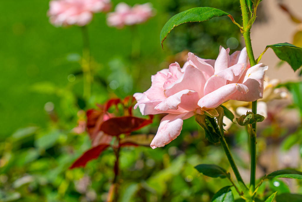 https://media.crmls.org/mediaz/ae6f2fa7-286f-4af9-923c-160562599c7a.jpg?preset=X-Large