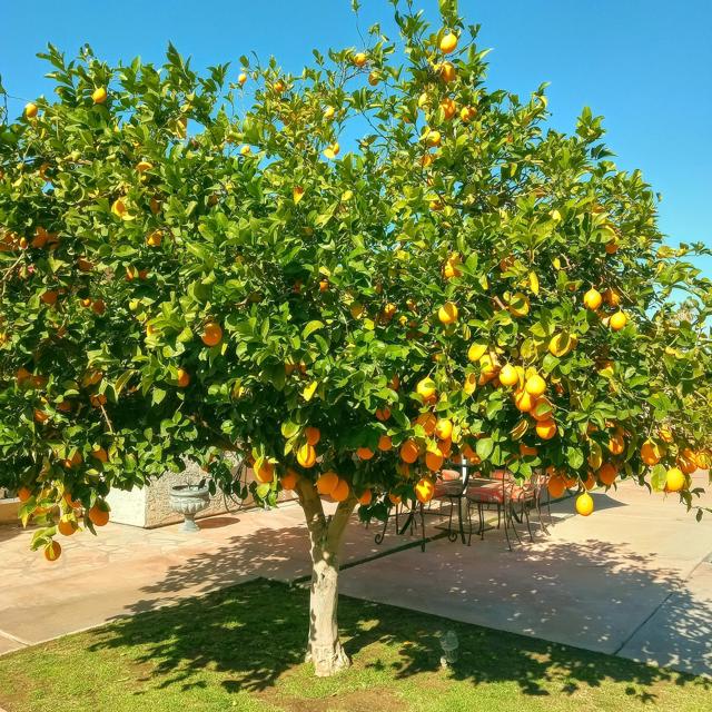2200 E Acacia, Palm Springs CA: https://media.crmls.org/mediaz/af195418-495f-4088-8302-c92b77ebc046.jpg