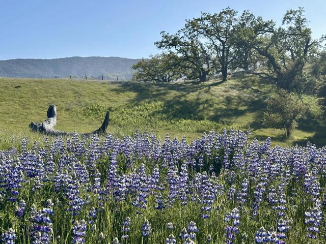 8 Touche, Carmel CA: https://media.crmls.org/mediaz/af256a73-13a3-4f19-b234-9898cdace628.jpg
