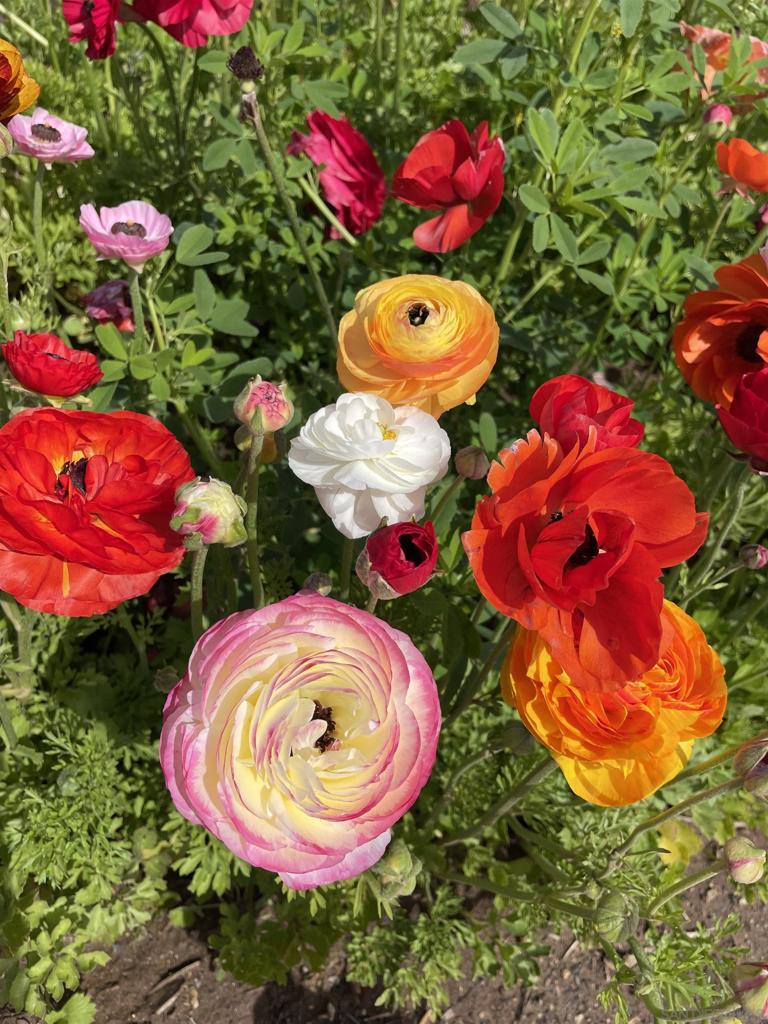 MLS #250036537SD image #35