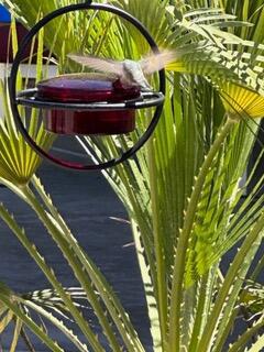 Hunningbird 10 Calle