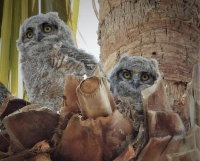 74711 Dillon Rd Spc 726, Desert Hot Springs CA: https://media.crmls.org/mediaz/b00422a6-a4e4-450a-92c2-a3405400013a.jpg