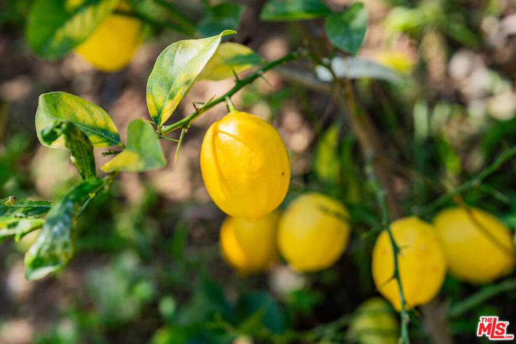 https://media.crmls.org/mediaz/b0beb692-545f-421f-a005-c9dacf32be74.jpg?preset=X-Large
