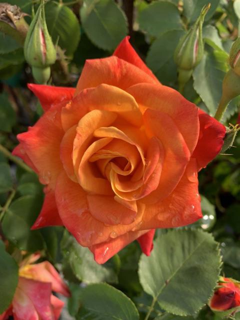 1152 Curtner Avenue, San Jose CA: https://media.crmls.org/mediaz/b0f2c8bf-f738-47ef-8f8b-3f50b3889248.jpg