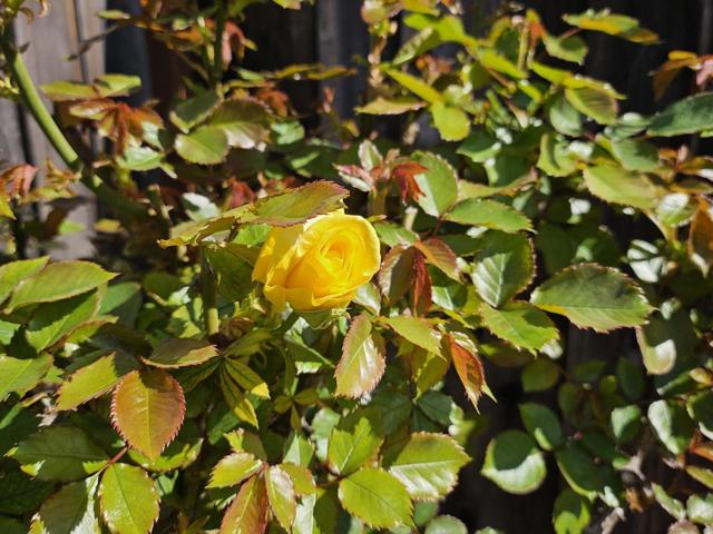 Image 41 of 50 For 4426 Desin Drive