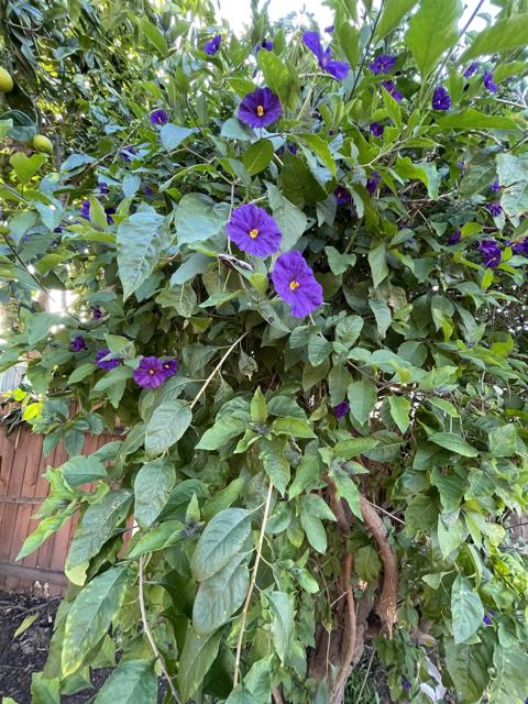 Detail Gallery Image 25 of 47 For 121 E Warner St, Ventura,  CA 93001 - 2 Beds | 1 Baths