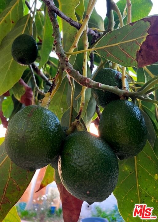 41 W Warner Street, Ventura CA: https://media.crmls.org/mediaz/b2ad09ca-b0b3-4679-873e-312e789eb39c.jpg