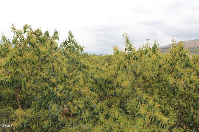 Detail Gallery Image 5 of 33 For 0 Camulos St, Piru,  CA 93040 - – Beds | – Baths