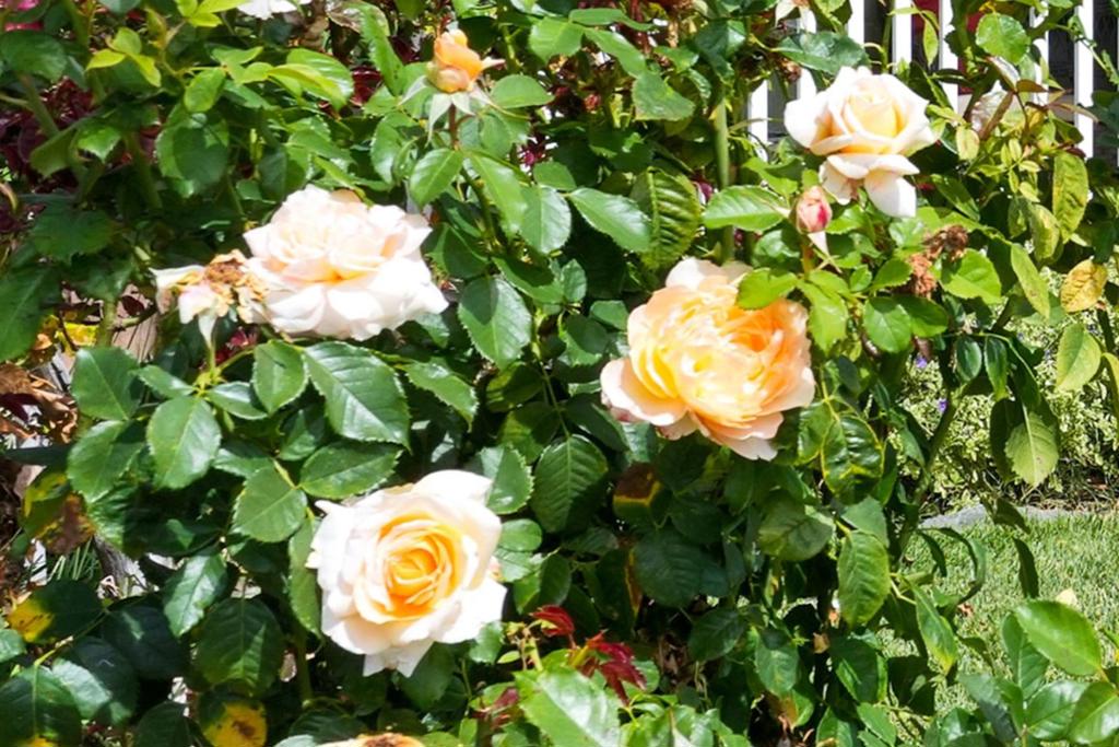 https://media.crmls.org/mediaz/b30b932d-2aa2-428b-9b8e-412862f683df.jpg?preset=X-Large