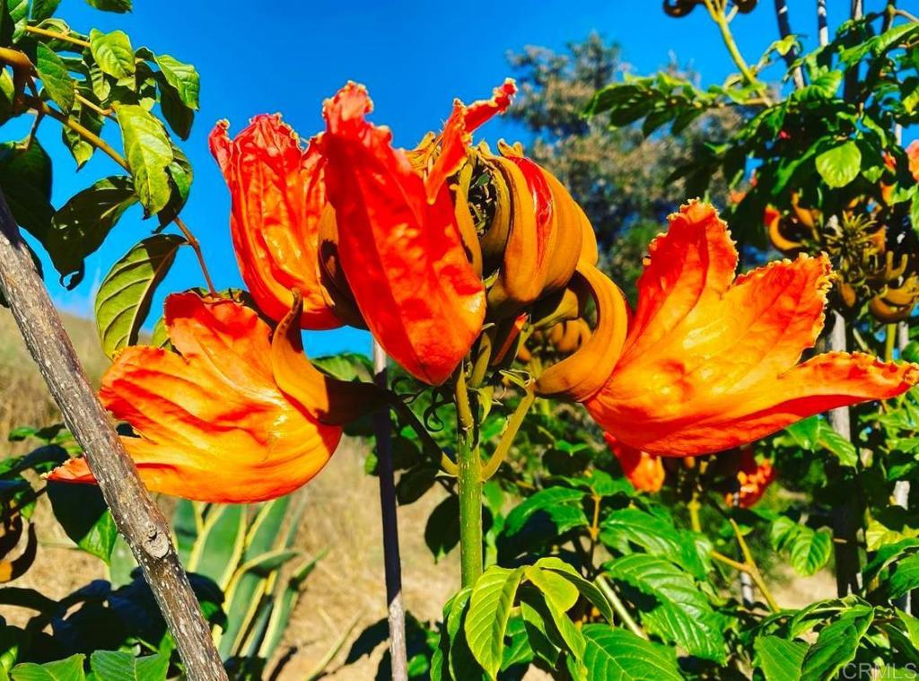 MLS #NDP2410465 image #23