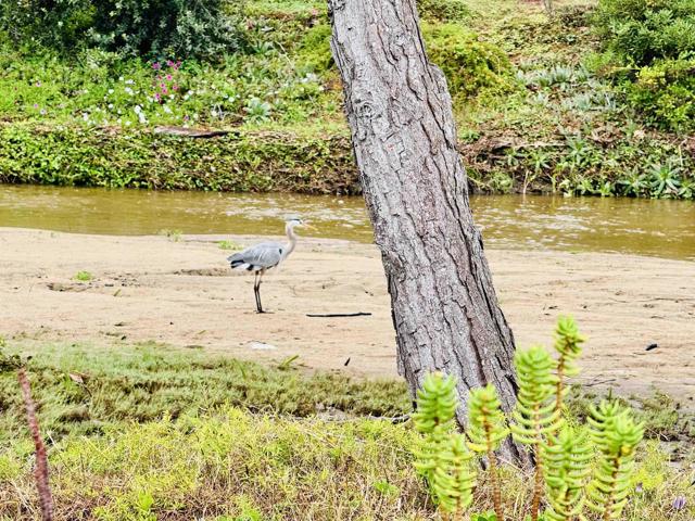 3445 Don Ortega Drive, Carlsbad CA: https://media.crmls.org/mediaz/b39869c3-ca1b-4dd3-b74d-b7f1ca0ae502.jpg