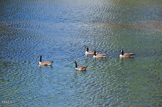 River Ridge Geese