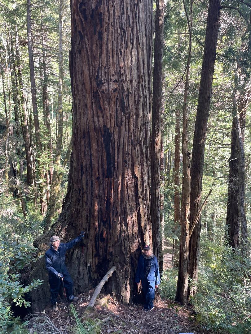 MLS #ML81979482 image #15