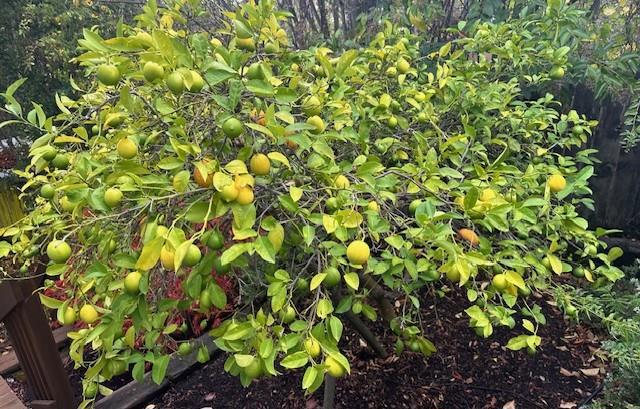 525 Wellington Drive, San Carlos CA: https://media.crmls.org/mediaz/b4fa9269-39c6-407c-8aac-e9c3ab9f0a8b.jpg