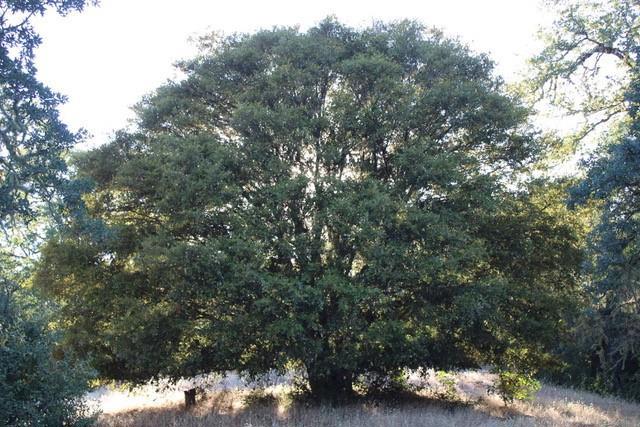 MLS #ML82017560 image #6