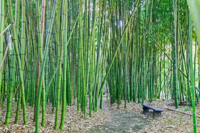 5601 Freedom Boulevard, Aptos CA: https://media.crmls.org/mediaz/b554d076-80e6-4833-bb4e-fb145f529bfc.jpg