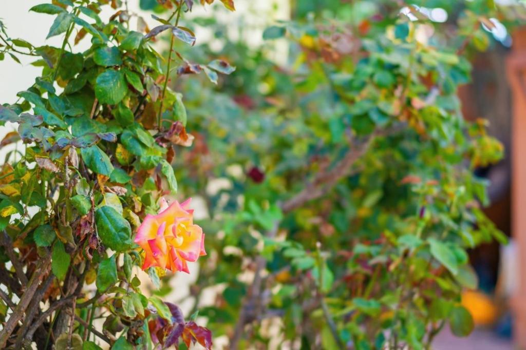 https://media.crmls.org/mediaz/b57d856b-7f20-462a-866d-c3bd168e25ad.jpg?preset=X-Large