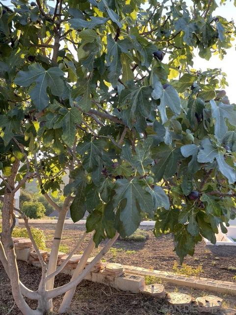Mature Fig tree.
