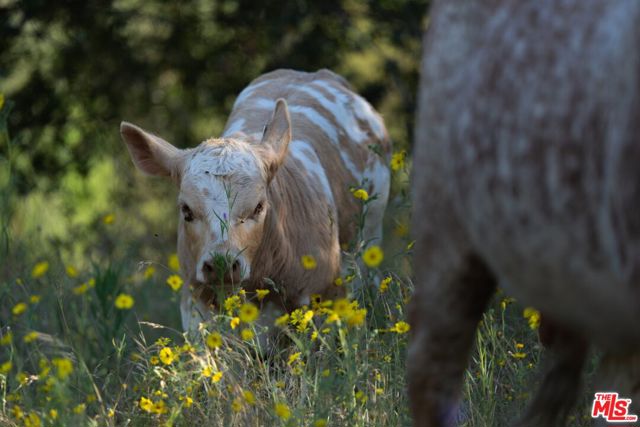 41924 Patrick Ave, Coarsegold CA: https://media.crmls.org/mediaz/b5dcb363-8360-4674-a92c-ee0c3d171c5f.jpg