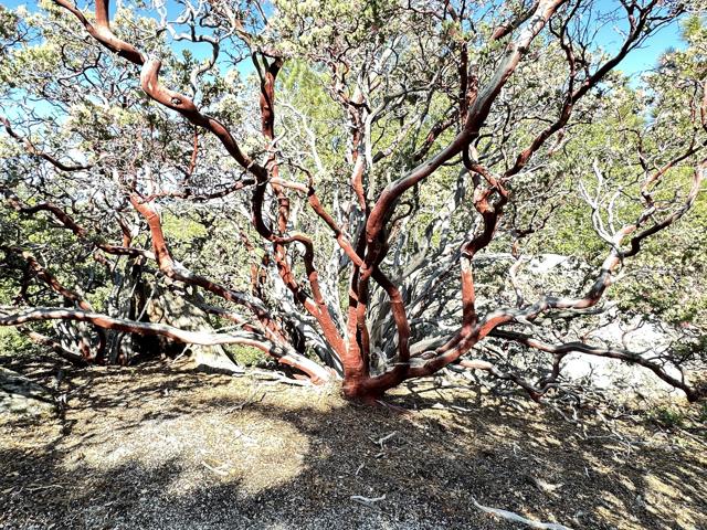 0 Mountain View, Idyllwild CA: https://media.crmls.org/mediaz/b66d8556-cfd8-4e7c-81a9-1fdf0c1e7ed0.jpg