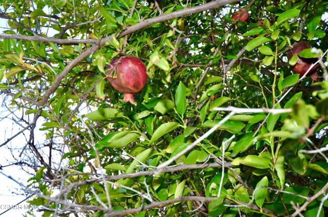 Pomegranate Tree