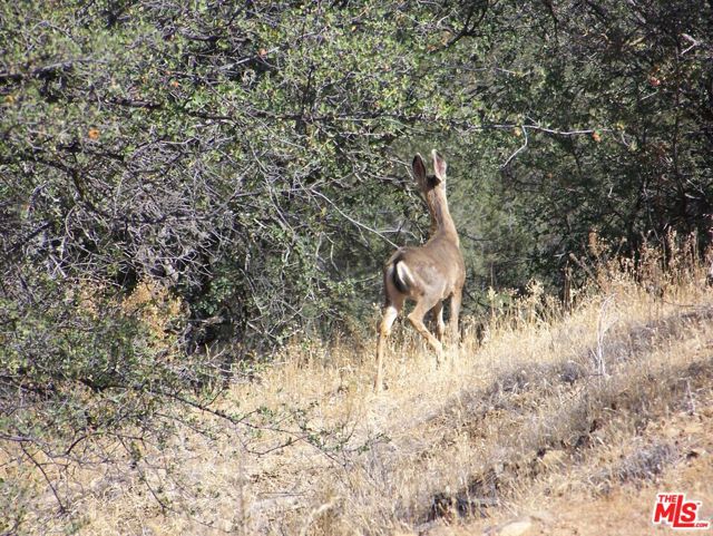 0 Apn 147-080-005, New Cuyama CA: https://media.crmls.org/mediaz/b7181ea5-209a-4b3c-93b8-ab8451bb8efa.jpg