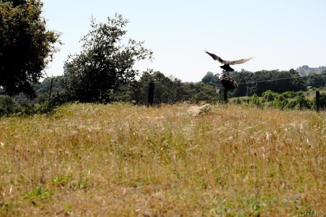 3510 Deer Lake Park Road, Julian CA: https://media.crmls.org/mediaz/b77e1bcc-8af5-403c-96b7-25f6225edba7.jpg