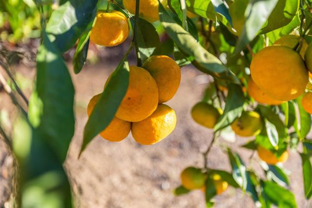 Detail Gallery Image 42 of 59 For 351 Sheila Ln, Fallbrook,  CA 92028 - 3 Beds | 3 Baths