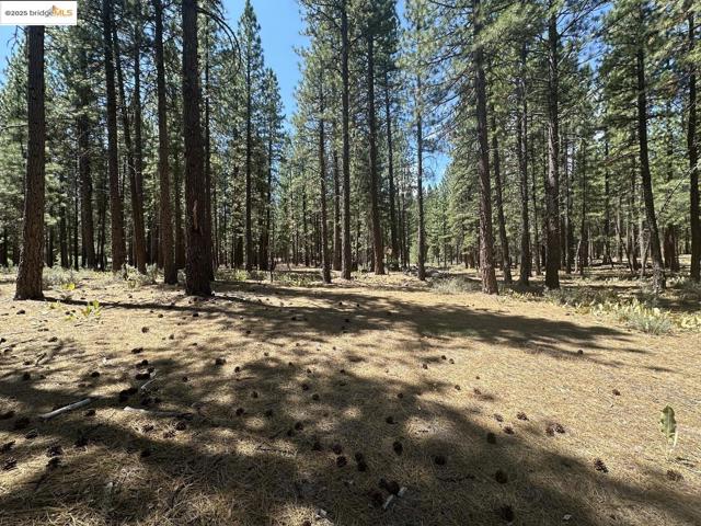 45 Claireville RD, Portola CA: https://media.crmls.org/mediaz/b81564c0-cdce-405c-b7c6-bd537008d859.jpg