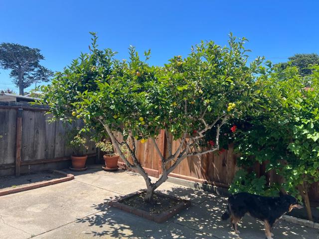 542 English Avenue, Monterey CA: https://media.crmls.org/mediaz/b8298695-fd40-4279-a8a2-fae26046b4d1.jpg