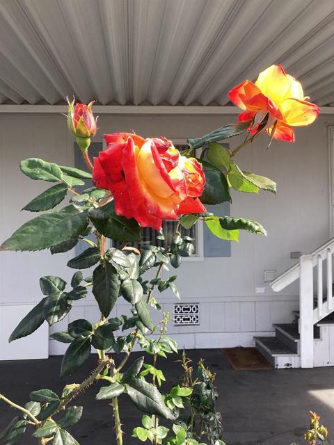 Detail Gallery Image 4 of 10 For 1425 2nd Ave #116,  Chula Vista,  CA 91911 - 2 Beds | 2 Baths