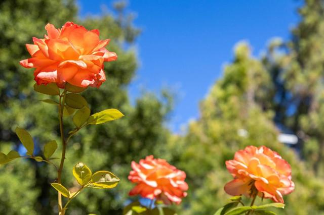 256 Marchmont Court, Los Gatos CA: https://media.crmls.org/mediaz/b8733f5f-9cff-4d7d-a95b-8ef8307e9b38.jpg