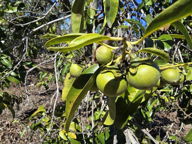 2344 Warmlands Ave, Vista CA: https://media.crmls.org/mediaz/b8c7c9ec-1fbb-413d-82e6-1e56a85d9337.jpg